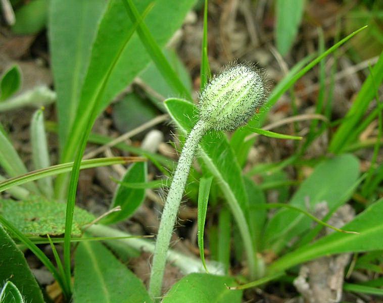 Pilosella officinarum (= Hieracium pilosella) / Pelosella